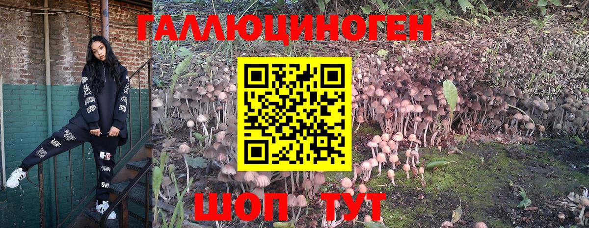Галлюциногенные грибы GOLDEN TEACHER  Вход с VPN  Губкинский  Псилоцибиновые грибы Psilocybine cubensis 